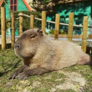 Meet your Posher, Tomas